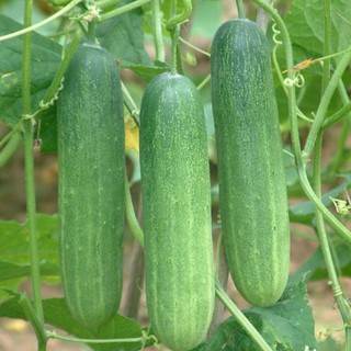 HẠT GIỐNG DƯA LEO LAI F1 GÓI 1GR