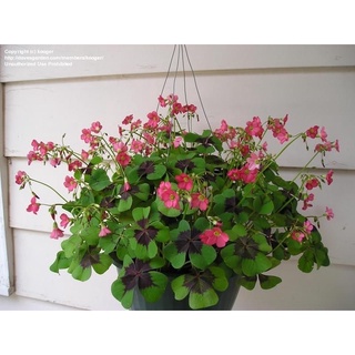  Củ hoa Oxalis Deppei Iron Cross bảo hành tới khi lên đúng màu 