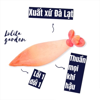 Mua COMBO 5 LÁ MẦM SEN ĐÁ ĐÁ ĐỎ  HÀNG ĐÀ LẠT  SIÊU XINH SIÊU KHỎE  LỖI 1 ĐỔI 1