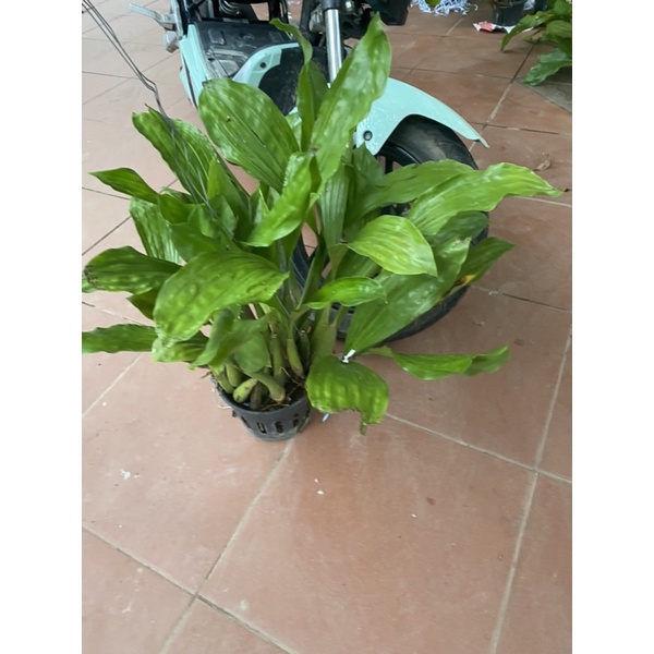 LAN THANH ĐAM INDO NỞ TẾT CHẬU KHỦNG LONG