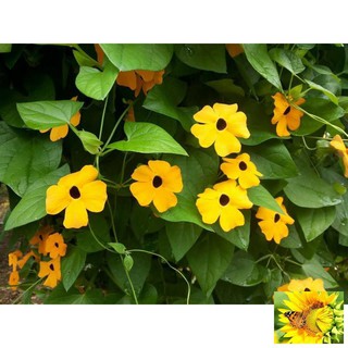 HẠT GIỐNG HOA MẮT HUYỀN