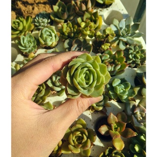 Sen đá vỉ size 4-5cm