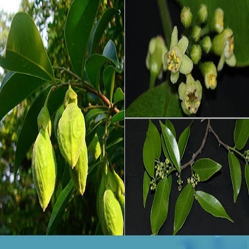 Combo 5 Cây giống trầm hương