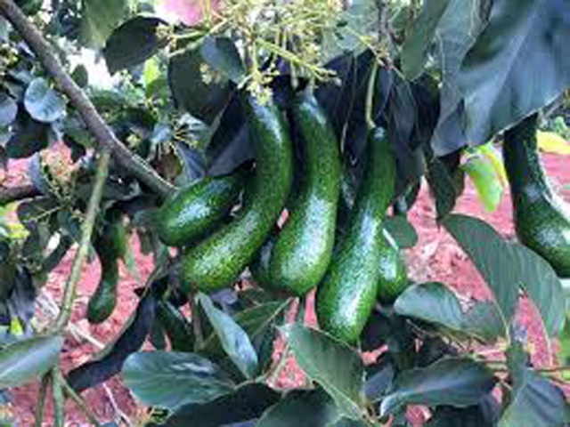 Cây bơ 034  siêu trái