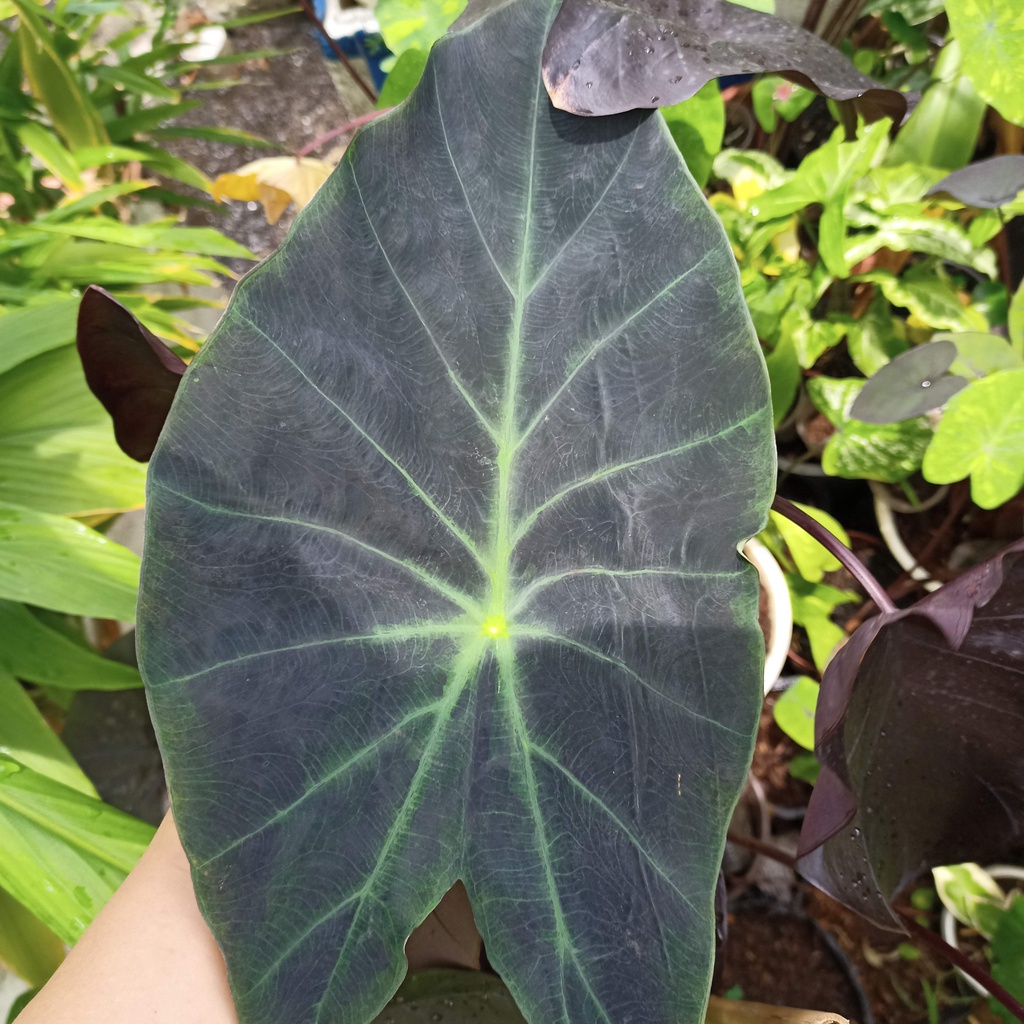 Cây colocasia black beauty