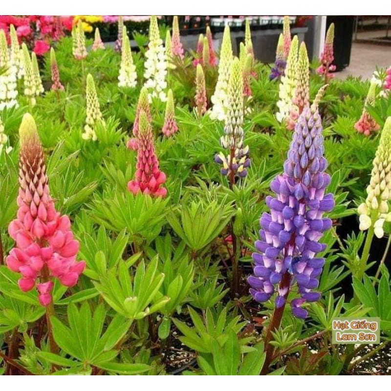 HẠT GIỐNG HOA LUPIN ( HOA ĐUÔI CHIM ) - Loài Hoa Đẹp Sang Chảnh, Quý Hiếm.