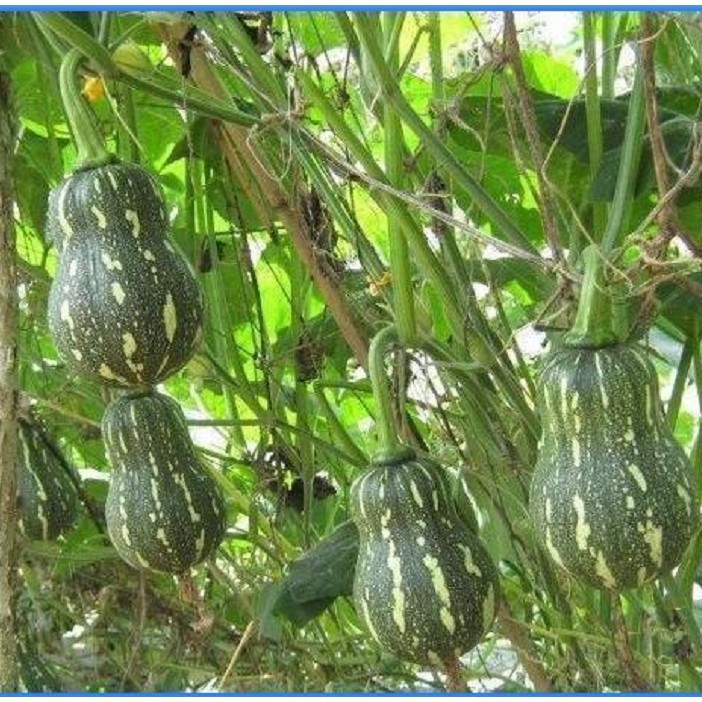 Hạt Giống Bí Đỏ Hạt Đậu
