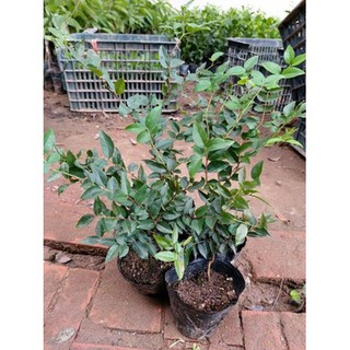 Nho Thân Gỗ F1 - Cây Y Hình