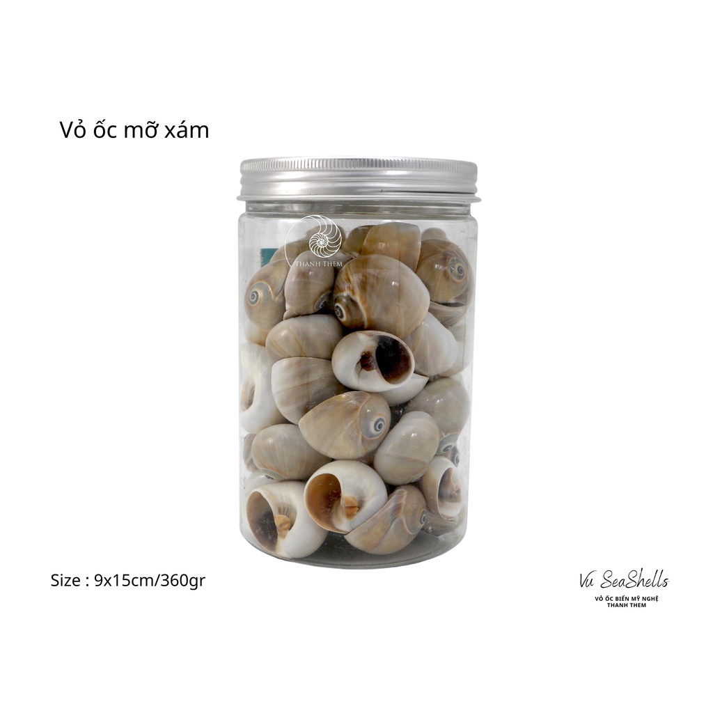Vỏ Ốc Biển - Hủ Vỏ Ốc Mỡ Xám - Dùng Trong Trang Trí - Decor Chụp Ảnh