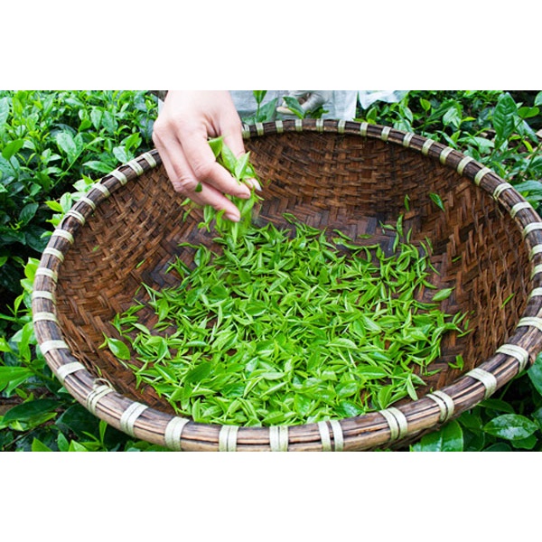 [GIÁ SOCK] Trà Nõn Tôm, Trà Thái Nguyên Hảo Hạng 200G | BigBuy360 - bigbuy360.vn