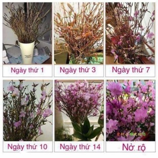 Hoa đỗ quyên ủ đông