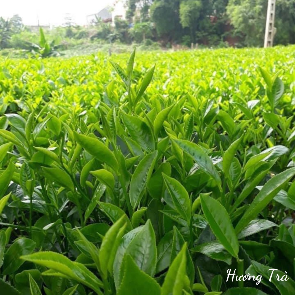 [TRÀ TÔM NÕN 200g] Trà Thái Nguyên, Trà sạch Thái Nguyên đặc sản Thái Nguyên 200gram