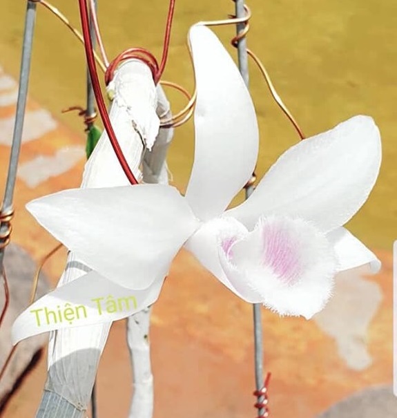 LAN ĐỘT BIẾN - Phi điệp ĐỘT BIẾN 5 cánh trắng THIỆN TÂM dòng mô hoa siêu siêu đẹp giá rẻ