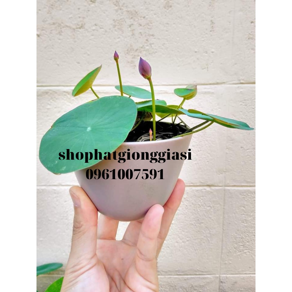 Bùn Khô Trồng Sen-Súng Mini Gói 500 Gram / Gói
