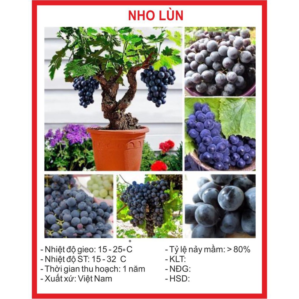 ( BOK GARDEN ) HẠT GIỐNG NHO LÙN 10 HẠT