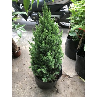 Sơn Tùng ( size nhỏ ) cao 40 50