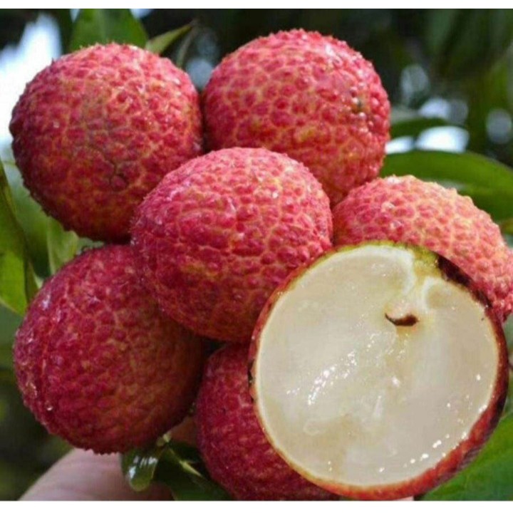 Vải thiều tươi đầu mùa  Trứng Trắng Thanh Hà thượng hạng - 1KGkg - hàng NGON HẠT NHỎ
