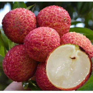 Vải thiều tươi đầu mùa ( LOẠI 1 ) Trứng Trắng Thanh Hà thượng hạng - 1KGkg - hàng NGON HẠT NHỎ