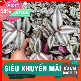 [CHUYÊN SỈ] Cây thài lài tía