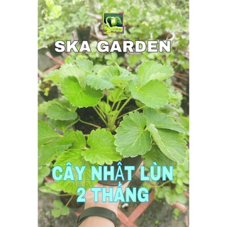 CÂY GIỐNG DÂU TÂY NHẬT LÙN CHỊU NHIỆT 2 THÁNG TUỔI