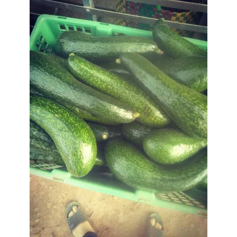 Bơ 034 Lâm Đồng