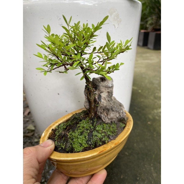 Cây Liễu Thái bonsai ôm đá