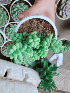Cây Chuỗi Ngọc 50k/chậu