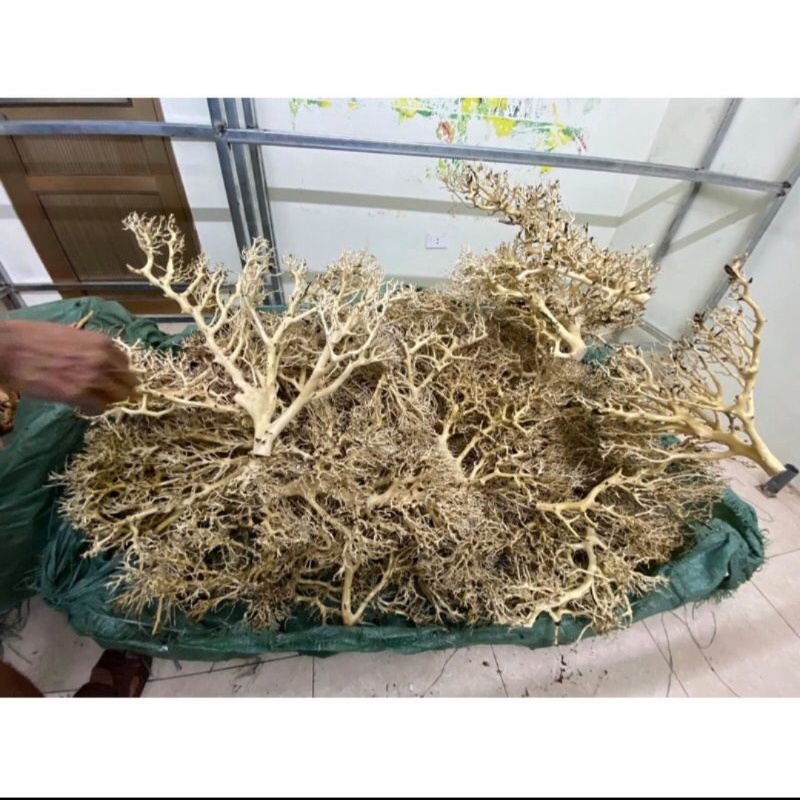 Lũa xương chùm / Lũa tán quýt  🔥 Chuyên ghép tán bonsai thuỷ sinh