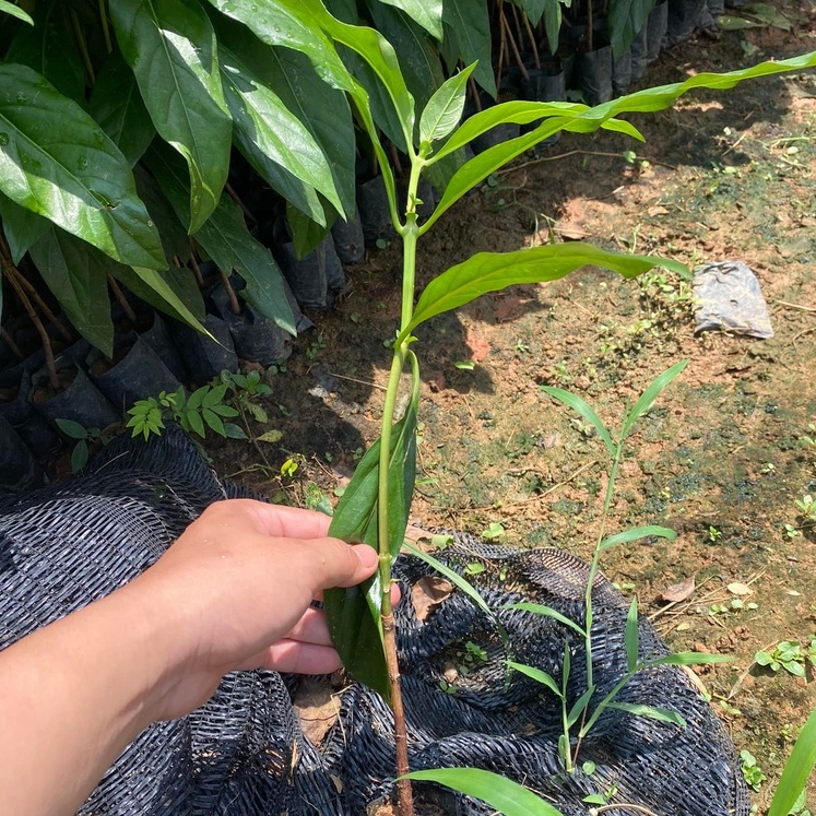 Cây giống Nhàu hỗ trợ bệnh tiểu đường, tăng huyết á