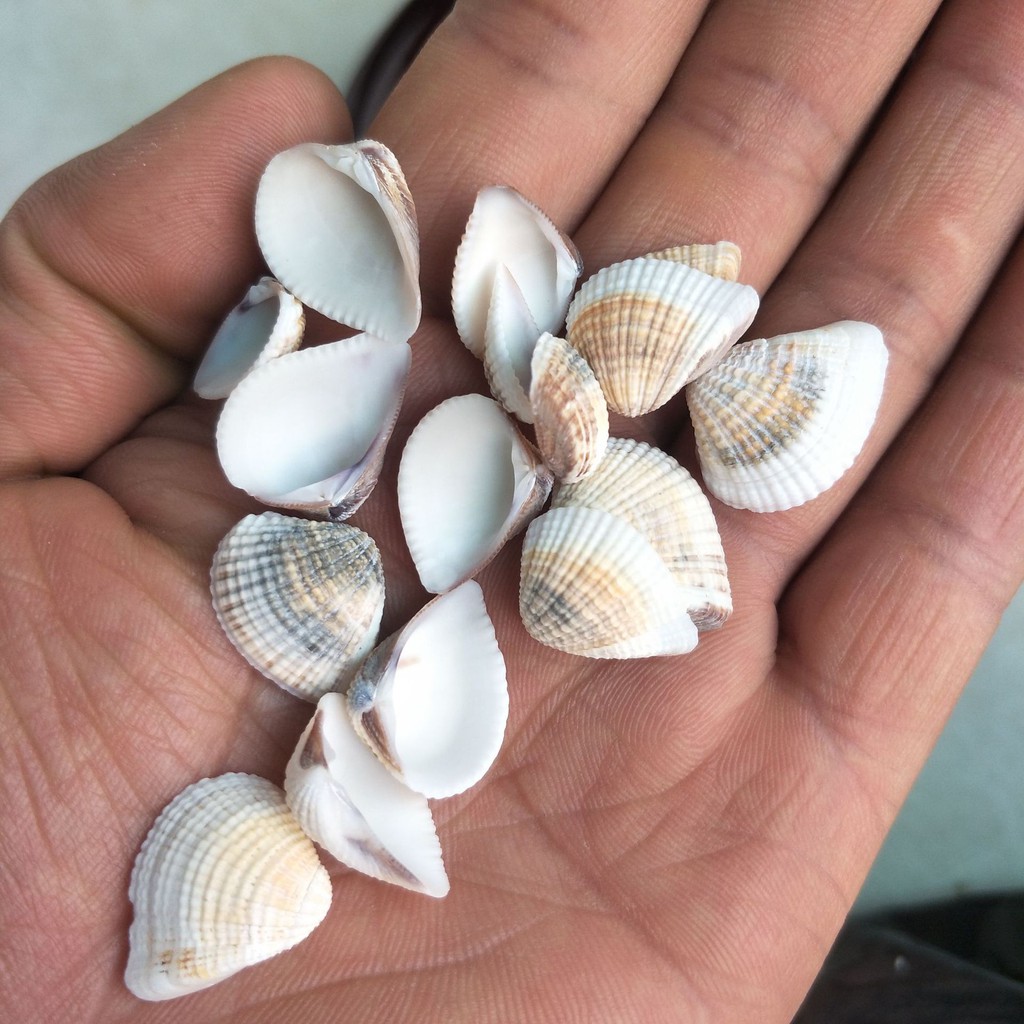 Vỏ Ốc Xà Cừ Size 2Cm Trở Lên