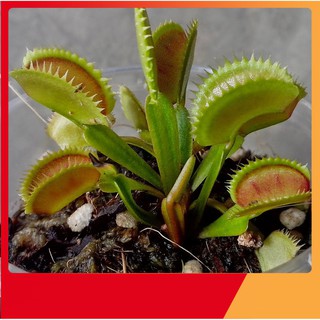 Hạt Giống Cây Bẫy Kẹp