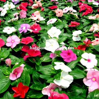 50H - HẠT GIỐNG HOA DỪA CẠN ĐỨNG