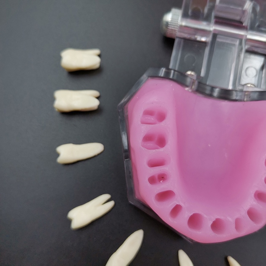 [Hàng mới về] Mô hình răng hàm miệng mềm phục vụ cho việc giảng dạy