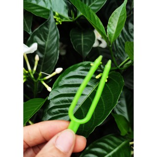 Kẹp cố định keiki , kẹp ki lan (loại đẹp) - [ Sỉ Lẻ ]