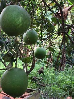 BƯỞI DA XANH RUỘT HỒNG 