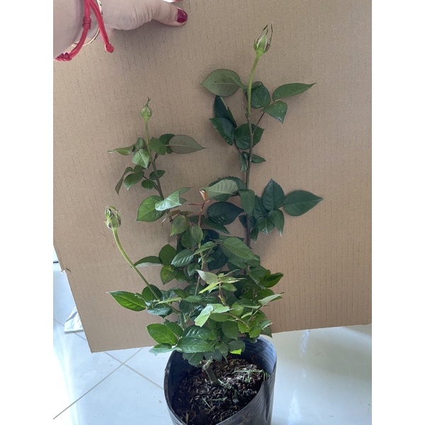 Hoa Hồng lafont thơm mạnh phom to