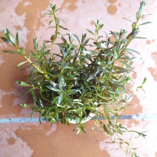 Cây thủy sinh vảy ốc bò (đỏ)