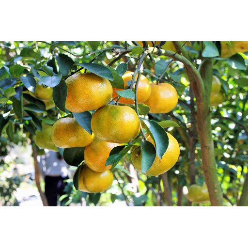 Detox Quýt thái lát sấy lạnh - Trọng lượng 500 gram