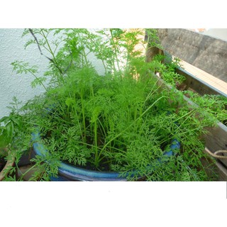 Hạt giống cà rốt củ tròn nhiều dinh dưỡng 2gr