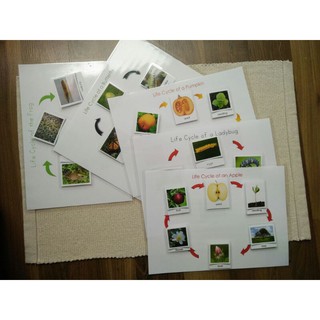 Học liệu Montessori Vòng đời động/thực vật