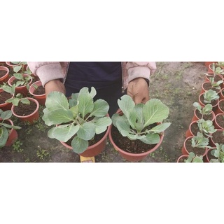Cây giống bắp cải xanh