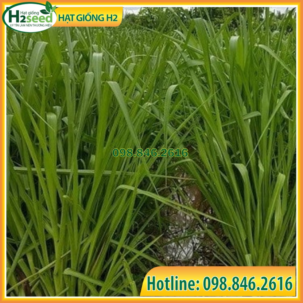 Hạt Giống Cỏ Chịu Ngập Ubon Paspalum - gói 100g - Hạt Cỏ Năng Suất, Siêu Dinh Dưỡng cho Chăn Nuôi Bò, Dê, Cừu, Thỏ,...