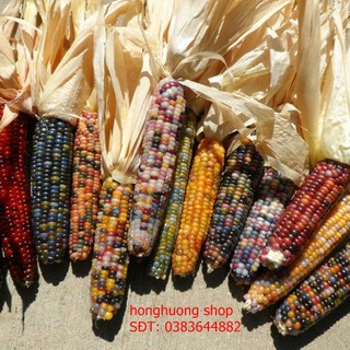 Hạt giống bắp cầu vòng