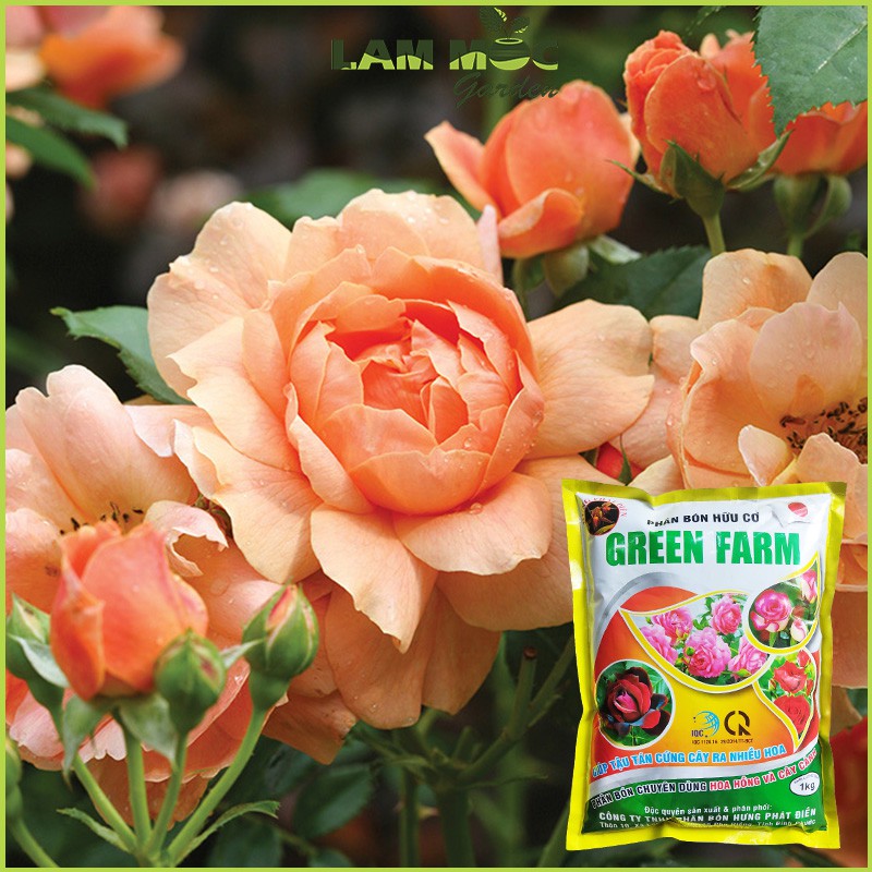 Phân Bón Hữu Cơ Hoa Hồng GREEN FARM Gói 1kg