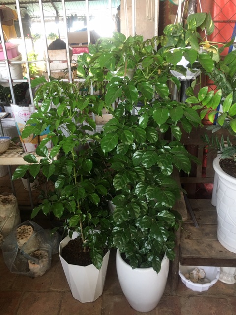 Cây hạnh phúc trồng chậu sứ