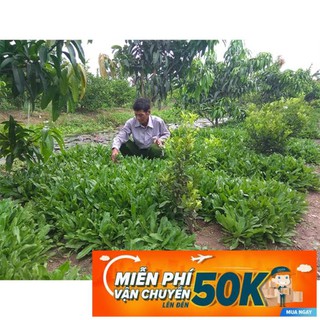 10g Hạt giống Ngò Gai