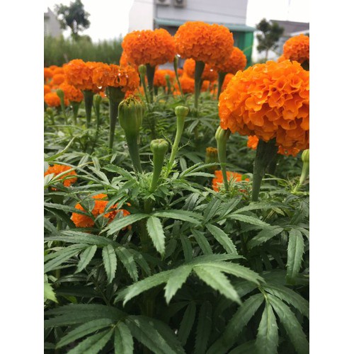 Phân Bón Đầu Trâu Siêu Kali + TE Giúp Cứng Cây - Cho Quả Lớn Nhanh