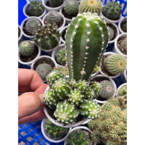 Một nhánh xương rồng ngẫu nhiên