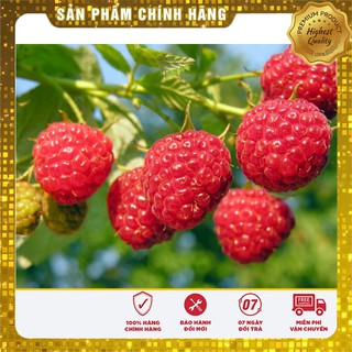 Hạt Giống Mâm Xôi Đỏ(10 hạt)