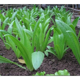 Hạt giống rau diếp thơm - 5gr